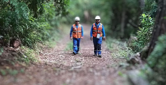 Soluciones especializadas para programas de genética forestal.